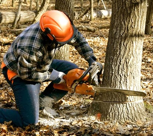 Tree Removal in Tynan, TX